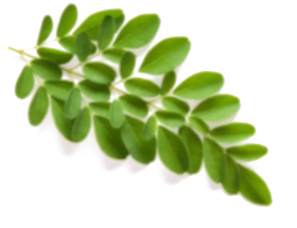 Blurred Moringa Leaves