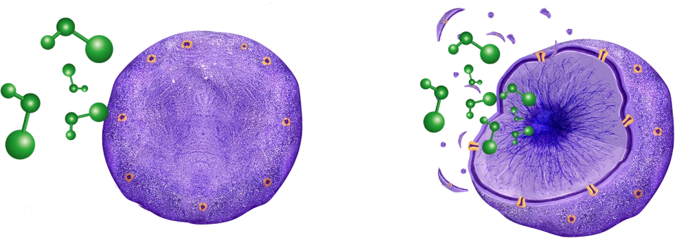 a purple bacteria cell that is getting demolished by hypochlorous acid